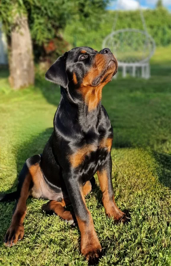 EROS