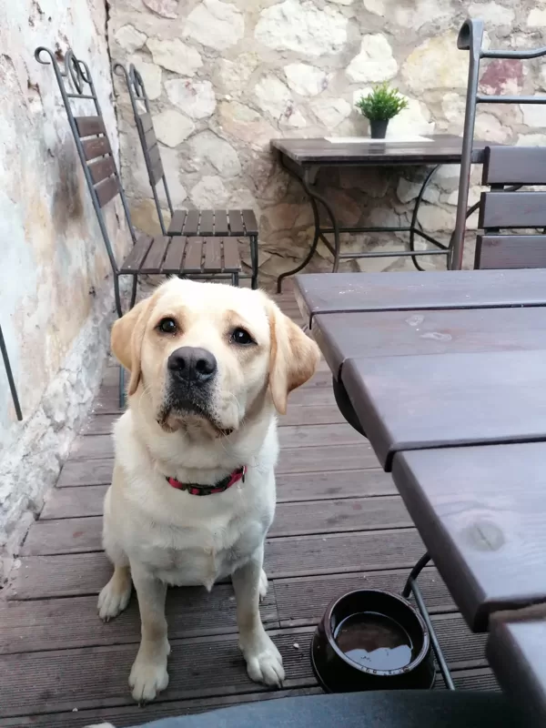 BELLA