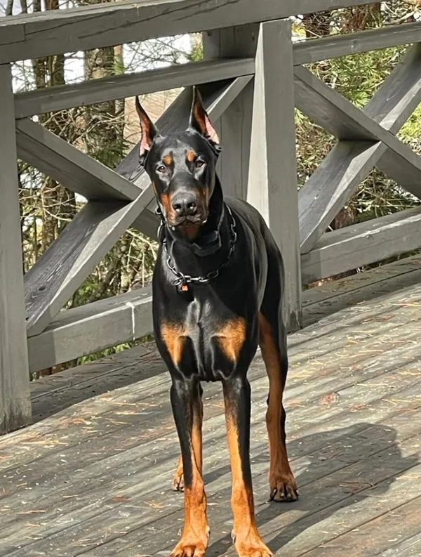 DEXTER