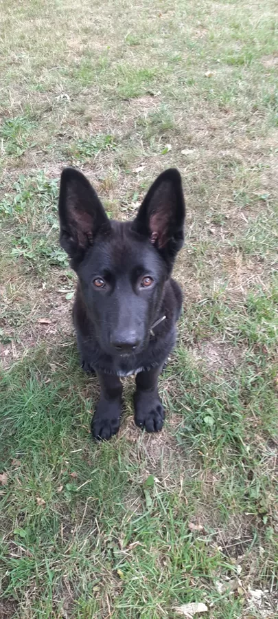 MARKO