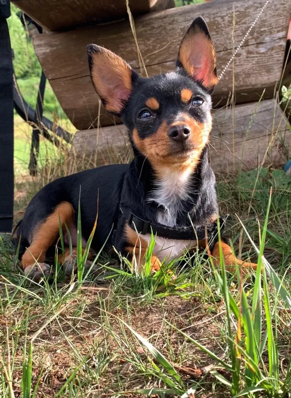 ZORRO