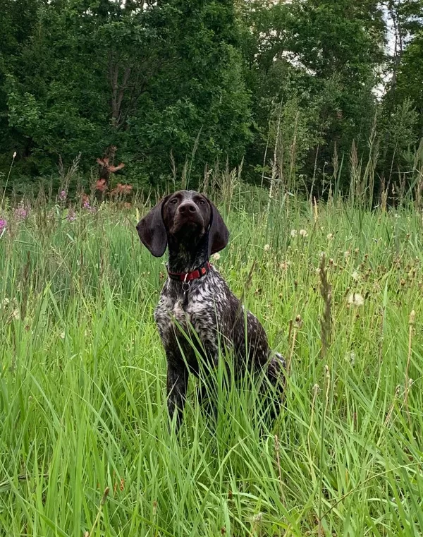 BALU
