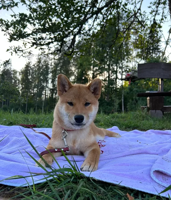 FOXY