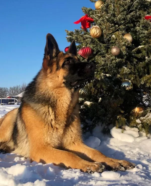 HEIDI