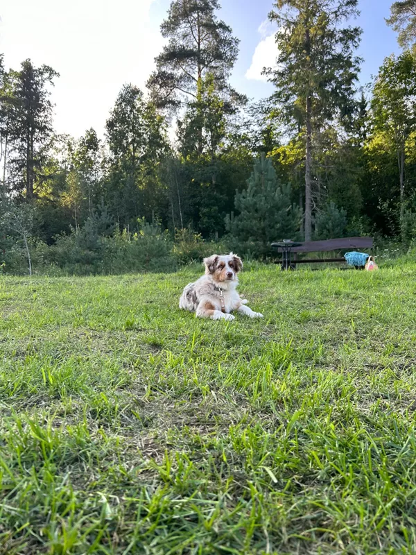 ČIKO
